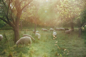 Sheep on the pasture Sheep on the pasture